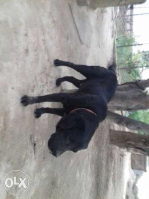 Black labra dog in tibbi hmo