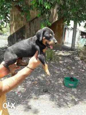 Blk and tan vaccinated Doberman Puppies available with us.