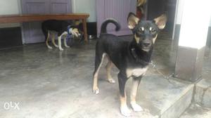 Brow And Black Short Coated Puppies 3 mnths... M/F r avbl...