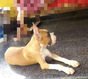 Brown Short Coated Dog boxer female puppy with certificate