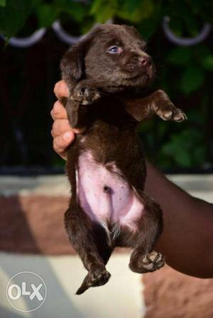 Chocolate Labrador male female puppies available