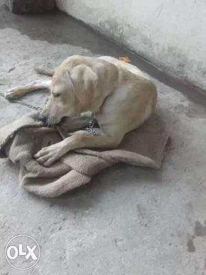 Cream Labrador female of 2 months very active and