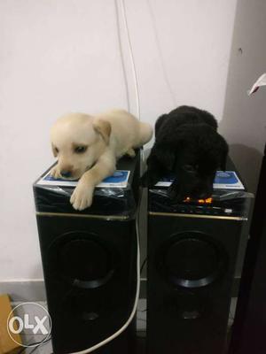 Cute and active black and off white puppy for sell