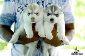 Cute superb quality Siberian Husky female puppies