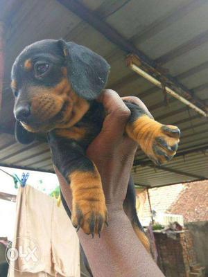 Dash Hound Puppy For Sale In Tamparm