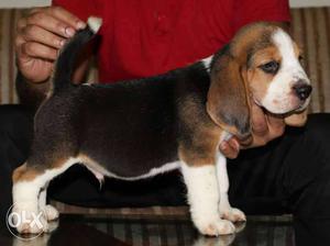 Delicate quality import lineage beagle puppy