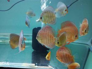 Discus fish available from size 3+", inches to 5