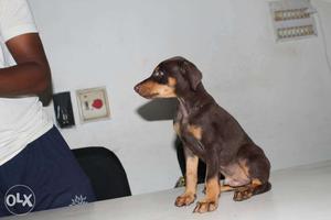 Doberman Top lineage Male puppy in very low price