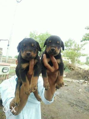 Doberman black and tan colour puppies available
