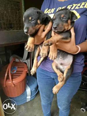Doberman black and tan colour puppies available