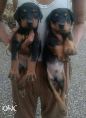 Doberman male puppies sell in king pets