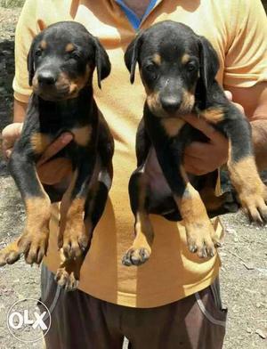 Doberman puppies available in king pets all breed