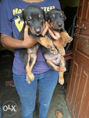 Doberman puppies available pure breed puppies