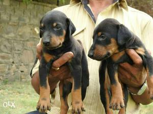 Doberman pups healhty and active pure breed