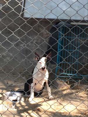 Dog hostel facility avalable & all breed import