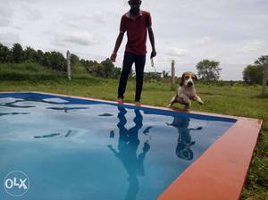 Doggie swimming pool