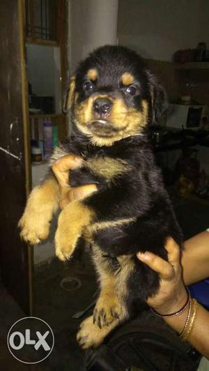 Double coat heavy bone Rottweiler puppies