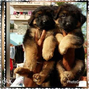 Extraordinary quality German shepherd puppies