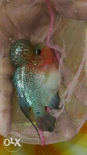 Fader flowerhorn for sell for his rs size