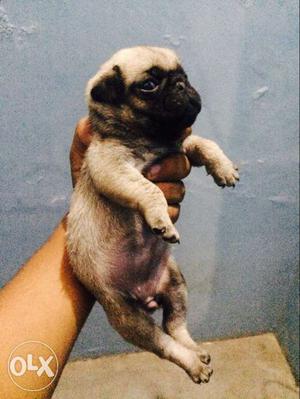 Fawn Pug Puppy