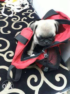 Fawn Pug Puppys male and female available