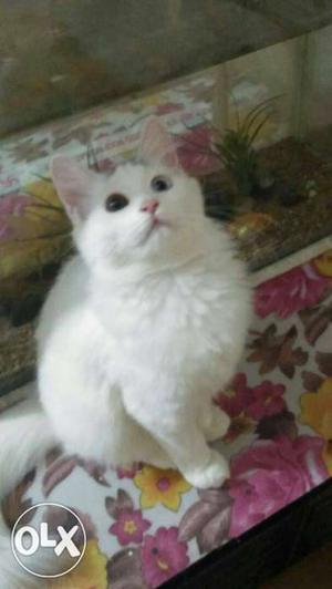 Female Persian cat eats cat food and raw meat