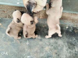 Female Pug Puppies 40 day old