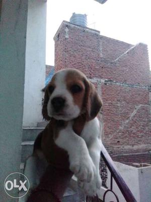 Female beagle puppy father champion with line