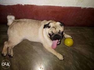 Female pug. 8month age. complete all vaccine