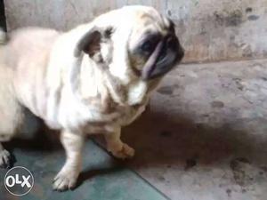 Female pug for sale mulanthruthy