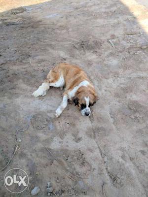 Female sandbernard dog