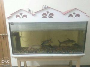 Fish Tank with full set shifting home so decided