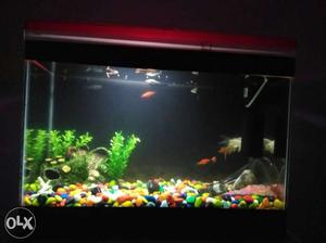 Fish tank, aquarium