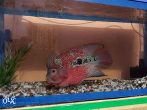 Flowerhorn fish (red dragon)