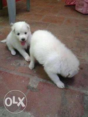 Fun spitz puppies of 32days is ready for sell