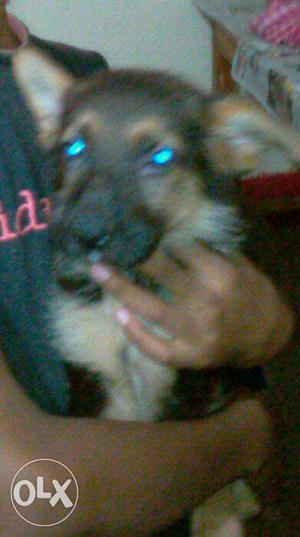 GSD double coat female puppy for sell