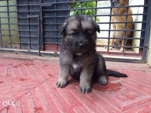 German Shepherd Pappy,s For Sell Original quality