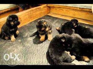 German Shepherd Puppies