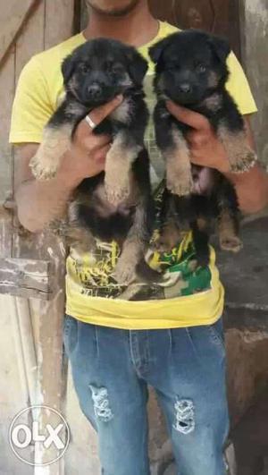 German Shepherd double coat puppies sell in king