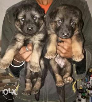 German Shepherd double coat pure breed puppies