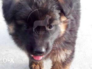 German  shepherd Dark color and active puppies B