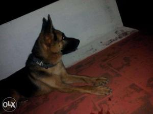 German shepherd Female for sale