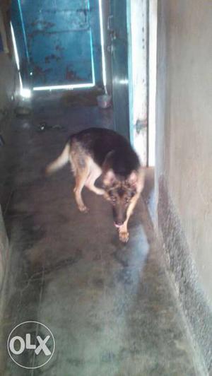 German shepherd female Pregnant