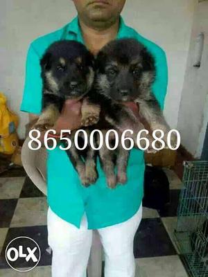 German shepherd female puppy available.