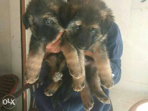German shepherd puppies available for good homes pure family