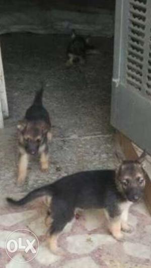 German shepherd purebreed female puppy. Home bred