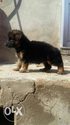 German shepherd top line puppies for sell 1 male 2 female