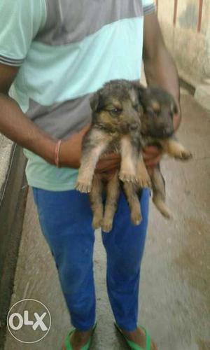 Germen shepherd puppy available for more details