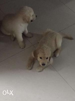 Golden retreiver puppy for sale
