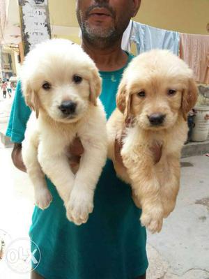 Golden retriever puppies available pure breed